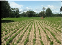 Agriculture